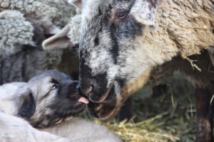 sarplaninac-2009-02-04-pups-bij-schapen-6.jpg
