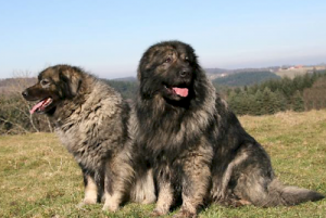 zivalnik_si_-_sarplaninec_-_yugoslavian_shepherd_dog_2.400x0-is.png