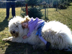 fd741956ba888784498a62ce48b0711f--hungarian-dog-komondor.jpg